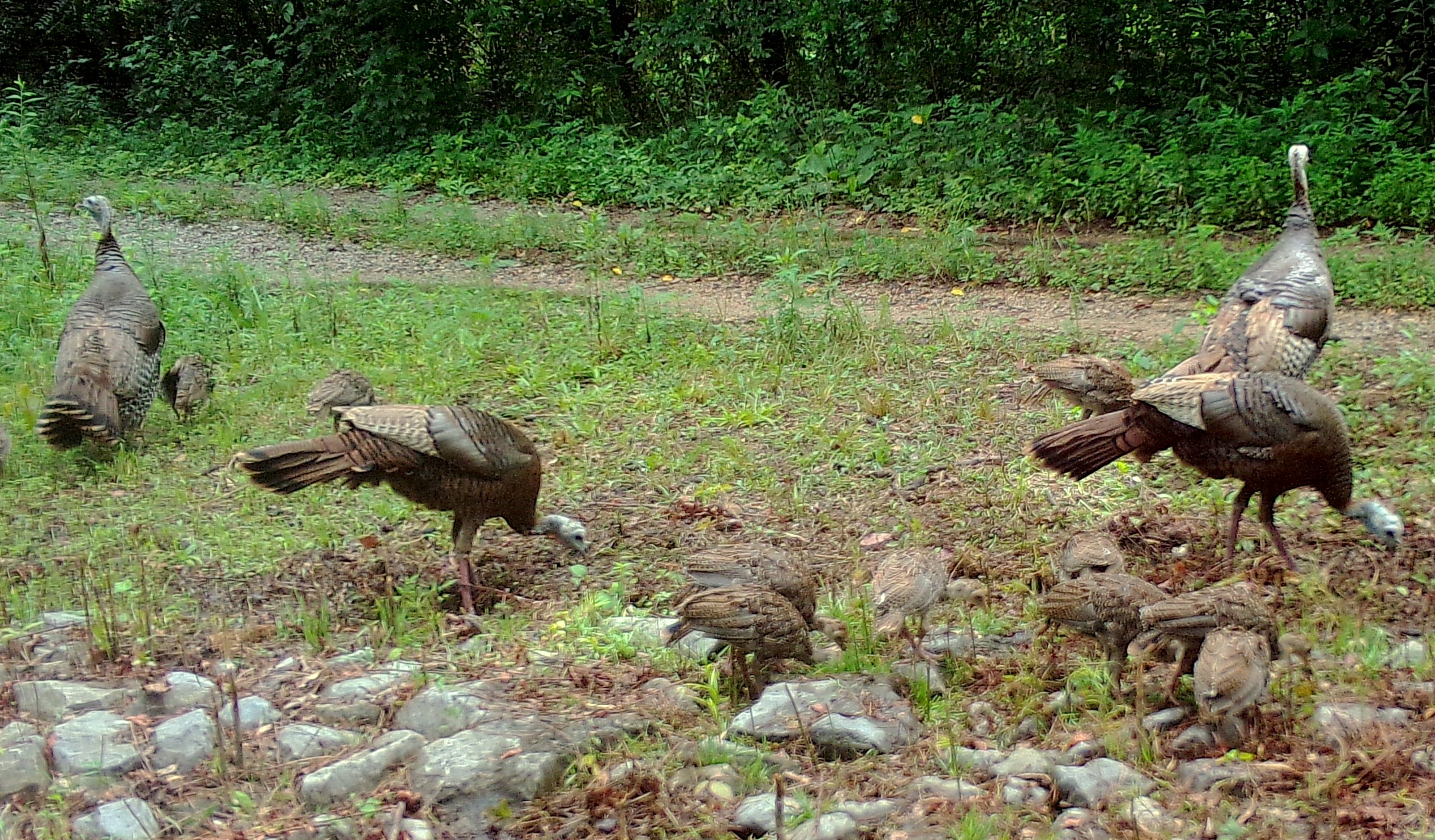 WFF Asks Public for Assistance with Wild Turkey Brood Survey
